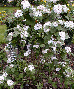 Viorne de Cor�e 'Aurora' - Viburnum carlesii 'Aurora' - jeune sp�cimen plant� dans un parc