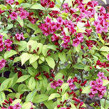 Weigelia 'Bristol Ruby' - Weigelia 'Bristol Ruby'