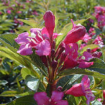 Weigelia 'Bristol Ruby' - Weigelia 'Bristol Ruby'