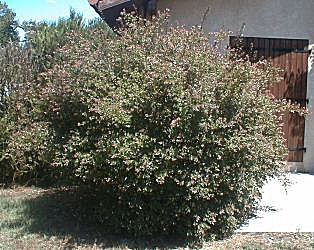 Magnifique Haie d'abelia grandiflora