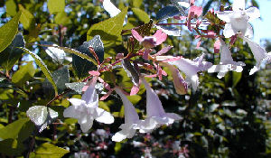 Fleurs d'abelia grandiflora
