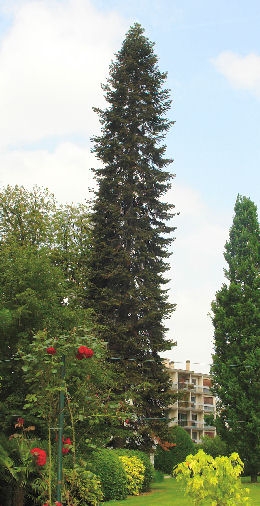 Sapin commun dans un parc