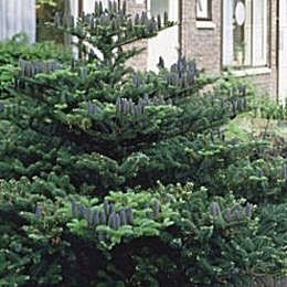 Abeto de Corea - Abies koreana