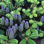Abeto de Corea - Abies koreana