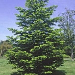 Abeto do C�ucaso- Abies nordmanniana