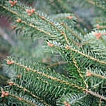 Abeto do C�ucaso- Abies nordmanniana