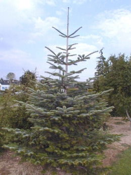Abeto do C�ucaso- Abies nordmanniana