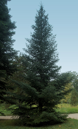 Sapin d'Espagne Sapin d'Espagne