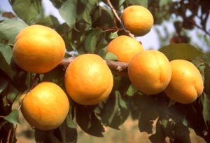 Abricotier 'Bergeron'