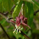 Vine maple - Acer circinatum - Flower
