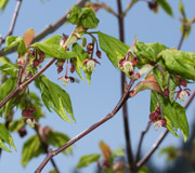 Vine maple - Acer circinatum - Fruit