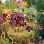 Trident Maple - Acer buergerianum - Acer trifidum