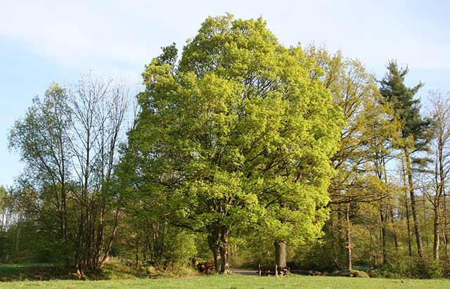 Field Maple - Acer campestre