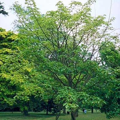 Erable du p�re David, Acer davidii