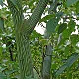 Erable du p�re David, Acer davidii: Tronc