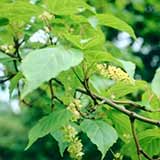 Erable du p�re David, Acer davidii: Feuillage