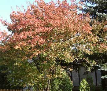 Bordo de Amur - Acer ginnala