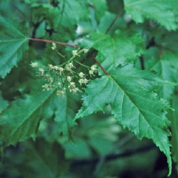 Bordo de Amur - Acer ginnala