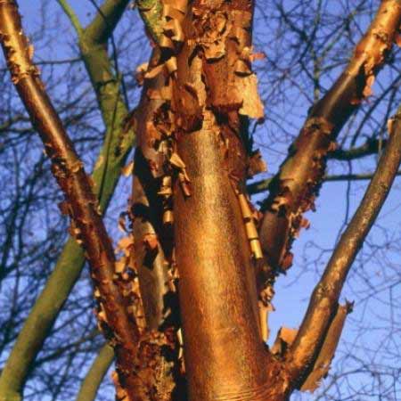 Erable griseum, Acer griseum: D�tail de l'�corce