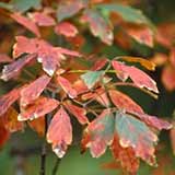 Erable griseum, Acer griseum: Feuillage � l'automne