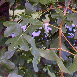 Montpellier Maple - Acer monspessulanum