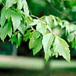 Erable negundo, Erable � feuille de fr�ne, Acer negundo: Feuillage