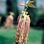 Erable negundo, Erable � feuille de fr�ne, Acer negundo