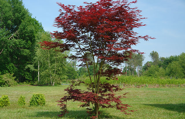 Japanese Maple 'Atropurpureum' - Acer palmatum atropurpureum
