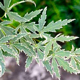 Erable du Japon 'Butterfly',  Acer palmatum 'Butterfly': Feuillage