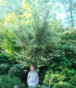 Erable du Japon 'Butterfly',  Acer palmatum 'Butterfly'