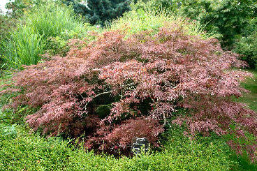 Bordo do Jap�o 'Dissectum garnet' - Acer palmatum 'Dissectum garnet'