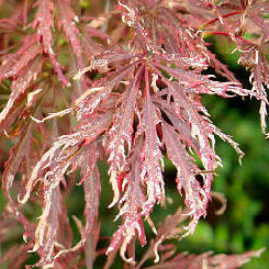 Bordo do Jap�o 'Dissectum garnet' - Acer palmatum 'Dissectum garnet'