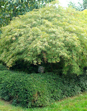 Erable du Japon Dissectum viridis,  Acer palmatum Dissectum viridis