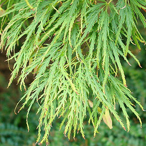 Erable du Japon Dissectum viridis,  Acer palmatum Dissectum viridis : feuille