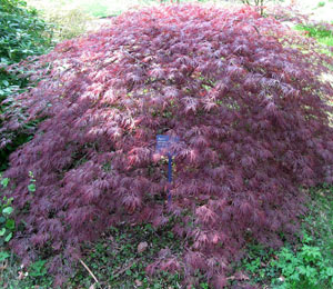 Erable du Japon Ornatum, Acer palmatum Ornatum