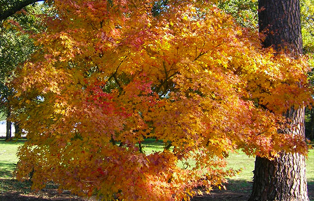 Japanese Maple - Acer palmatum