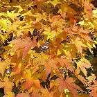 Japanese Maple - Acer palmatum