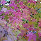 Japanese Maple - Acer palmatum