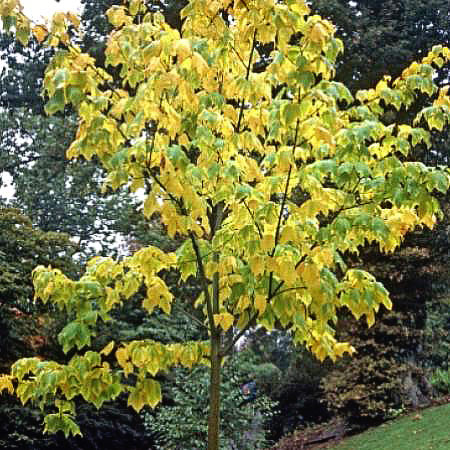 Erable jasp�, Acer pennsylvanicum