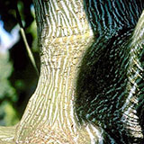 Erable jasp�, Acer pennsylvanicum: Ecorce