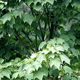 Erable jasp�, Acer pennsylvanicum: Feuillage