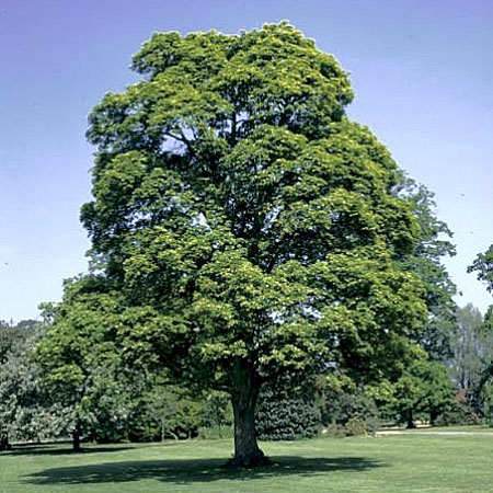 Erable plane, Acer platanoides