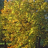 Erable plane, Acer platanoides: Feuilles