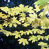 Erable plane, Acer platanoides: Feuillage automnal