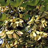 Erable sycomore, Acer pseudoplatanus: Feuilles