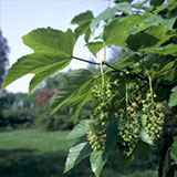 Erable sycomore, Acer pseudoplatanus: Feuillage automnal