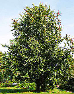 Silver Maple - Acer saccharinum - Acer dasycarpum Silver Maple - Acer saccharinum - Acer dasycarpum