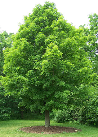 Erable � sucre, Acer saccharum
