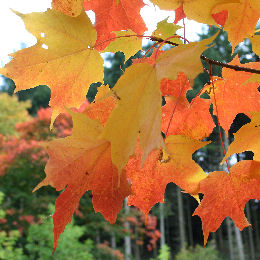 Erable � sucre, Acer saccharum: Feuillage automnal