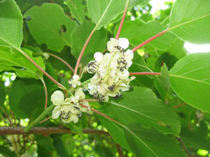 Kiwai, Kiwi da Sib�ria - Actinidia arguta 'Issai'